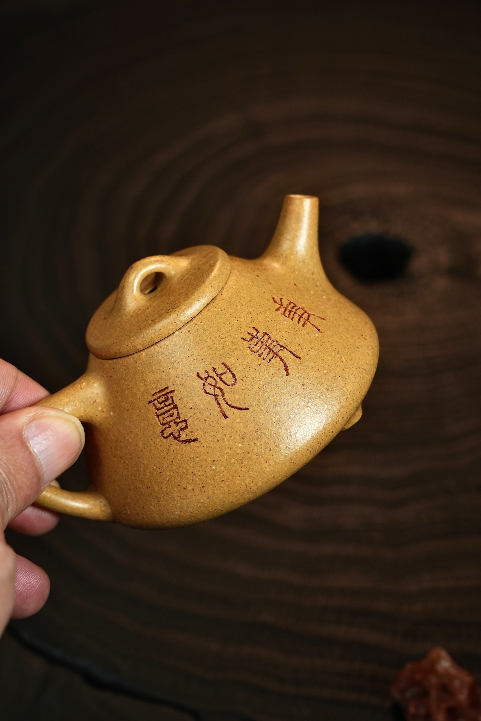 松针 實物圖 16